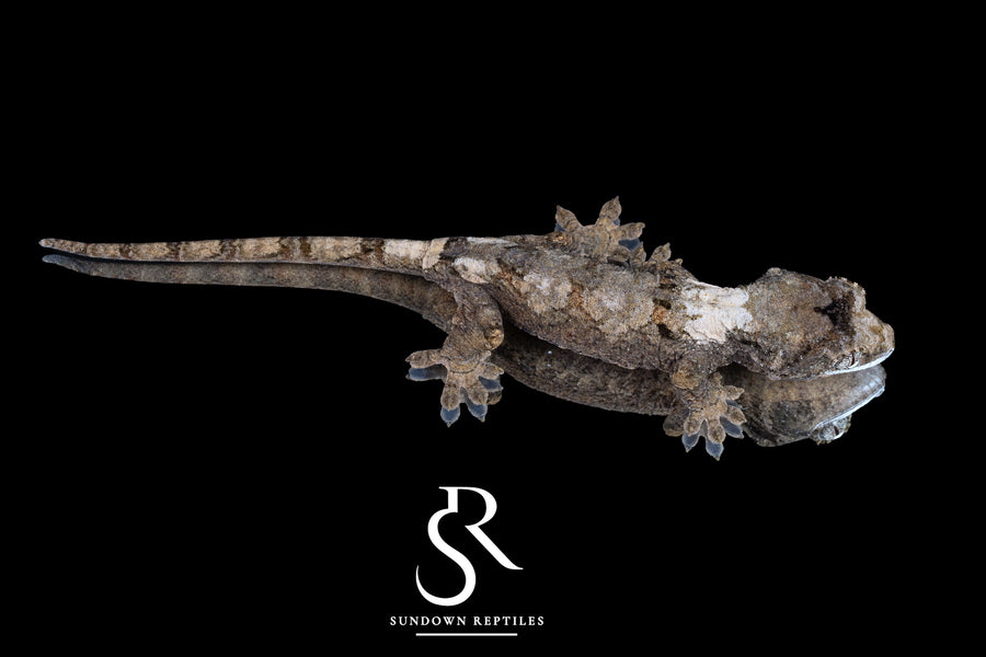 Pine Island chahoua- Male (Koala x Jacamar) MC2026-2 - Sundown Reptiles