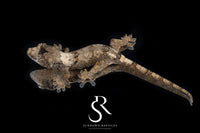 Pine Island chahoua- Male (Koala x Jacamar) MC2026-2 - Sundown Reptiles