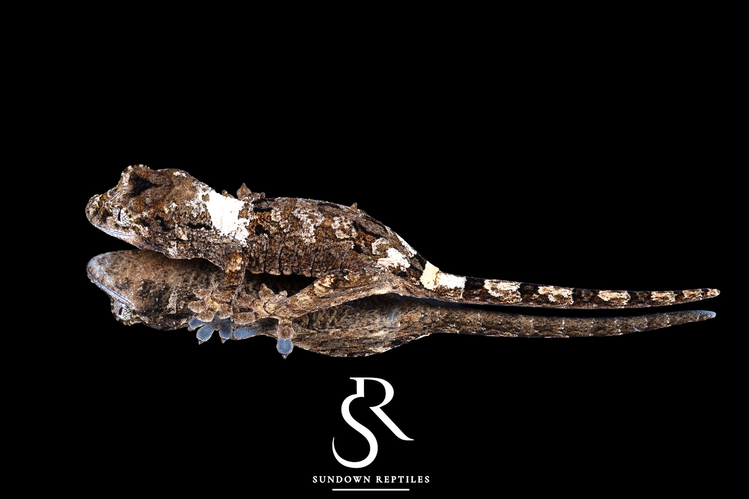Pine Island chahoua - Unsexed (Tangara x Thrasher) MC2026-3 - Sundown Reptiles