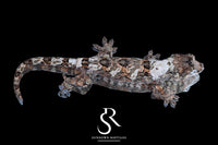 Pine Island Chahoua - Female (Prism x Ficus) MC2025-66 - Sundown Reptiles