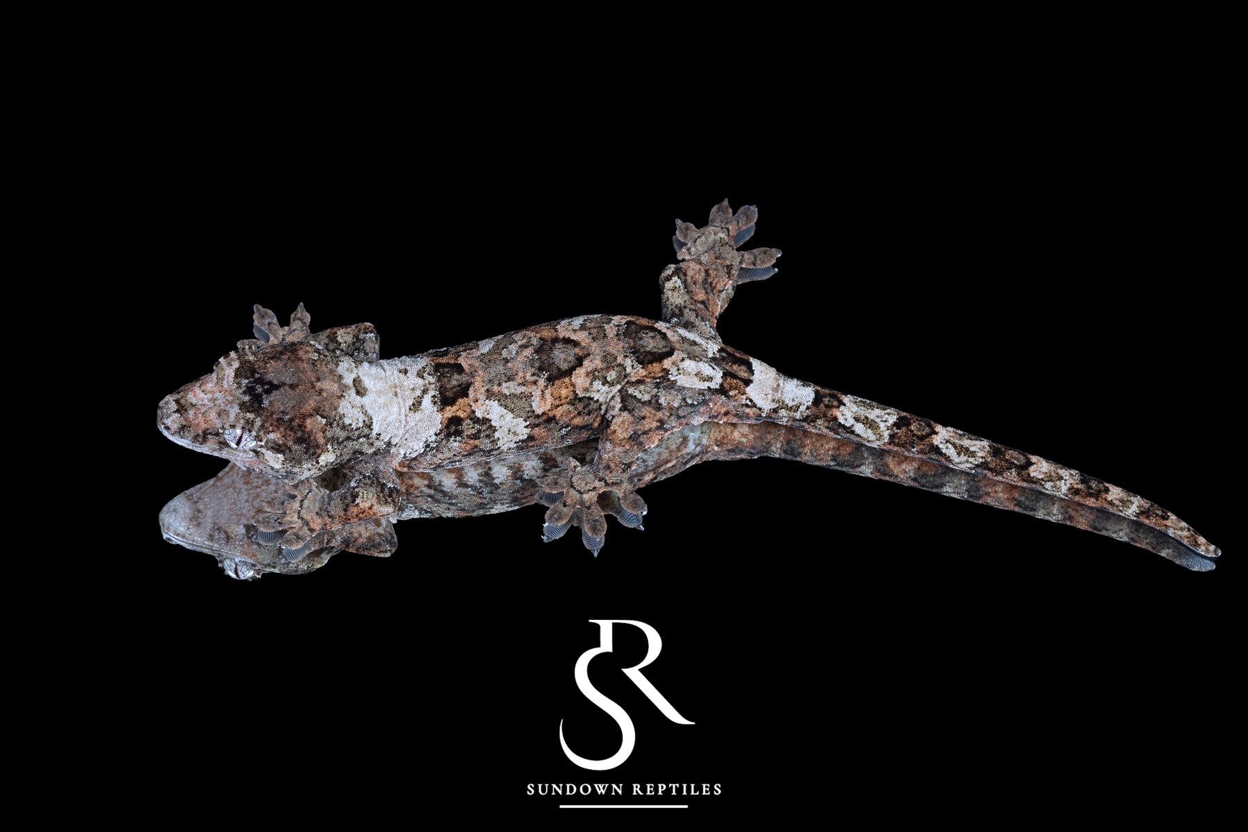 Pine Island Chahoua - Female (Prism x Ficus) MC2025-66 - Sundown Reptiles