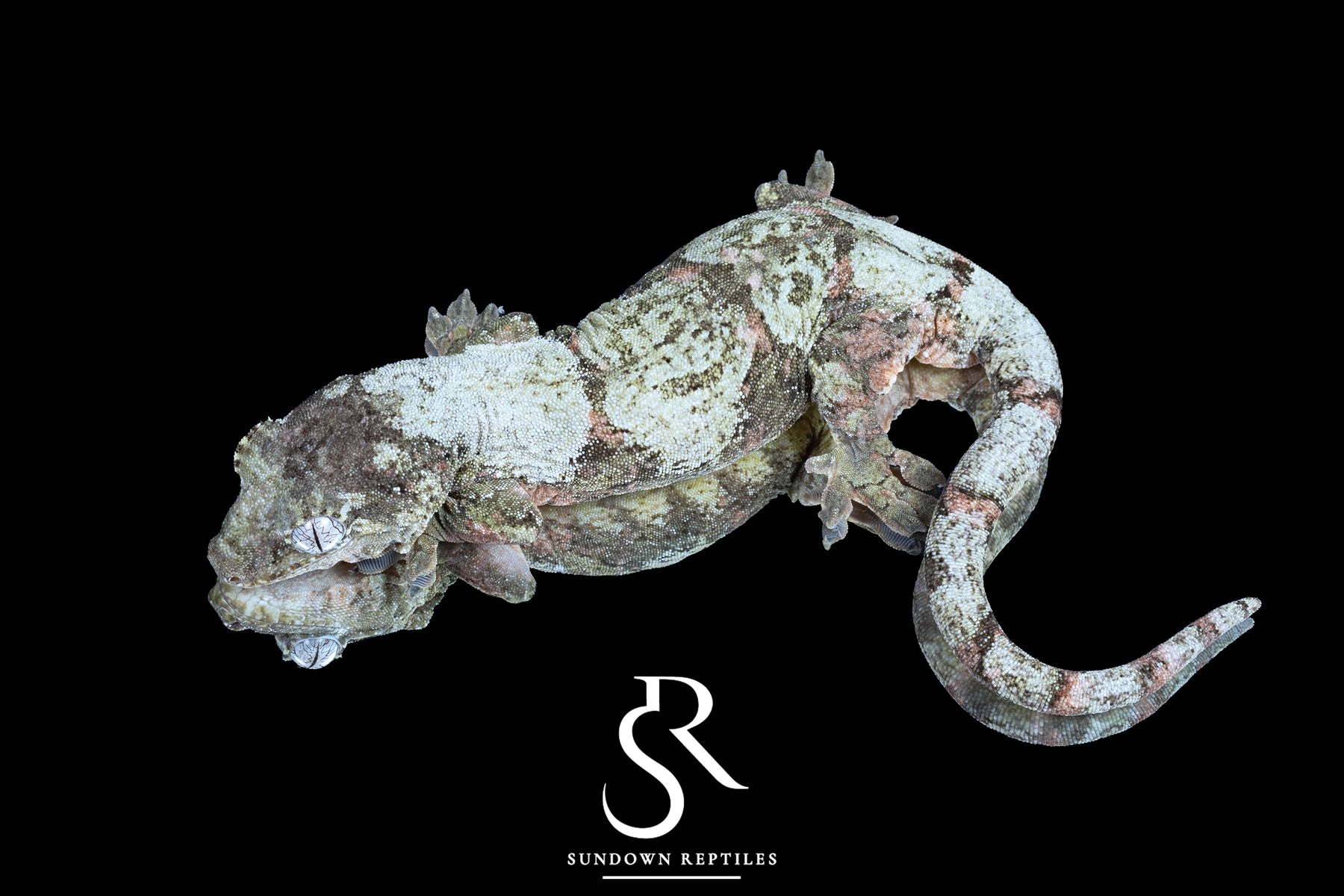 Pine Island chahoua - Proven Female 'Sweet Tooth' (Laelia x The Source) MC2021-1 - Sundown Reptiles