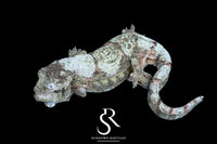 Pine Island chahoua - Proven Female 'Sweet Tooth' (Laelia x The Source) MC2021-1 - Sundown Reptiles