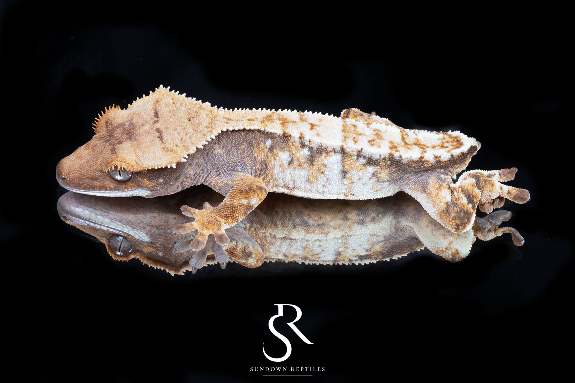 Crested Gecko- *Emily Burke* Unsexed (Jobu Tupaki x Brew Dog) CC2025-34 - Sundown Reptiles
