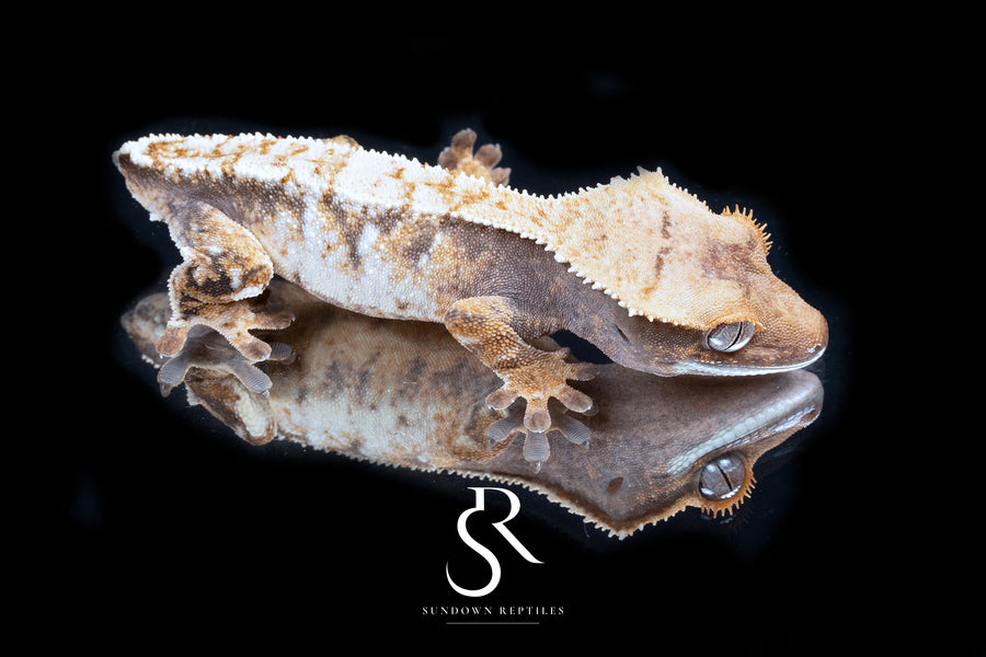 Crested Gecko- *Emily Burke* Unsexed (Jobu Tupaki x Brew Dog) CC2025-34 - Sundown Reptiles