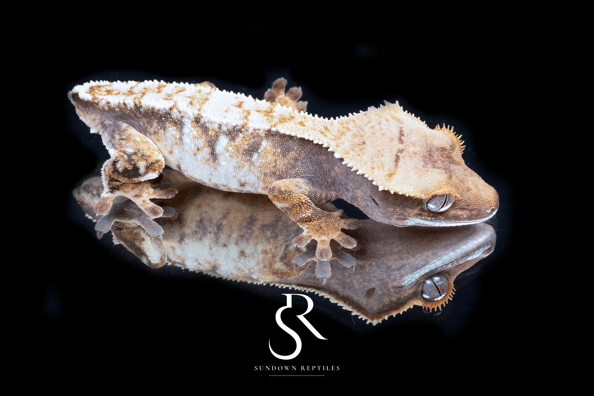 Crested Gecko- *Emily Burke* Unsexed (Jobu Tupaki x Brew Dog) CC2025-34 - Sundown Reptiles