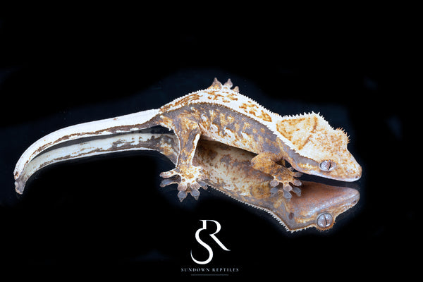Crested Gecko - Probable Female (Emily Burke's Brandywine x Sweetgum) CC2025-35 - Sundown Reptiles