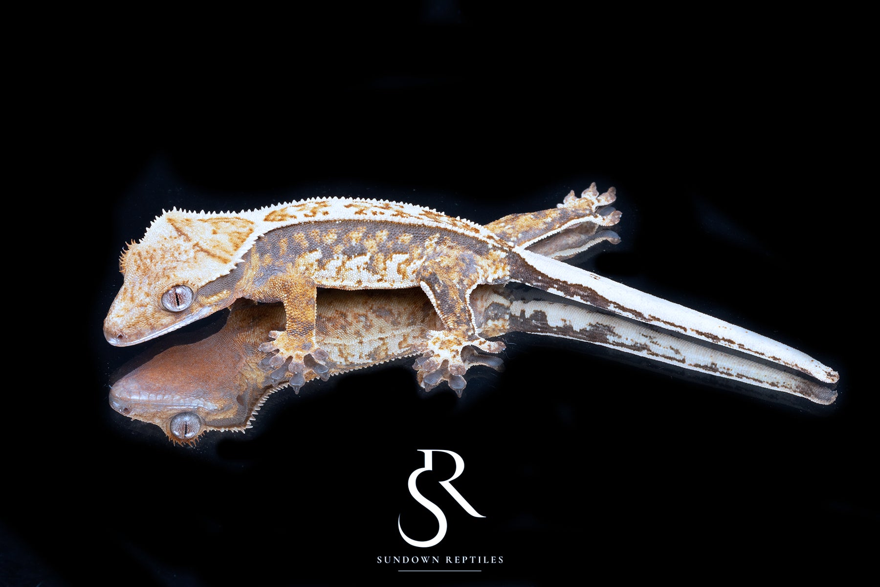 Crested Gecko - Probable Female (Emily Burke's Brandywine x Sweetgum) CC2025-35 - Sundown Reptiles