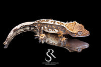 Crested Gecko - Female (Emily Burke's Brandywine x Sweetgum) CC2025-36 - Sundown Reptiles