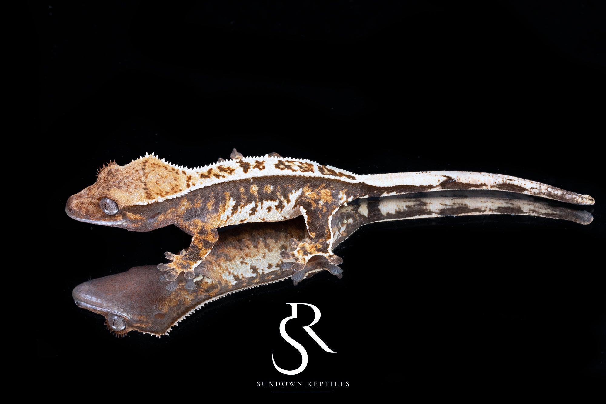 Crested Gecko - Female (Emily Burke's Brandywine x Sweetgum) CC2025-36 - Sundown Reptiles