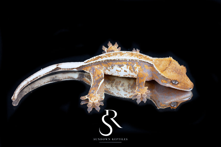 Crested Gecko- Female (Emily Burke's Otter x Sparkleberry) CC2025-37 - Sundown Reptiles