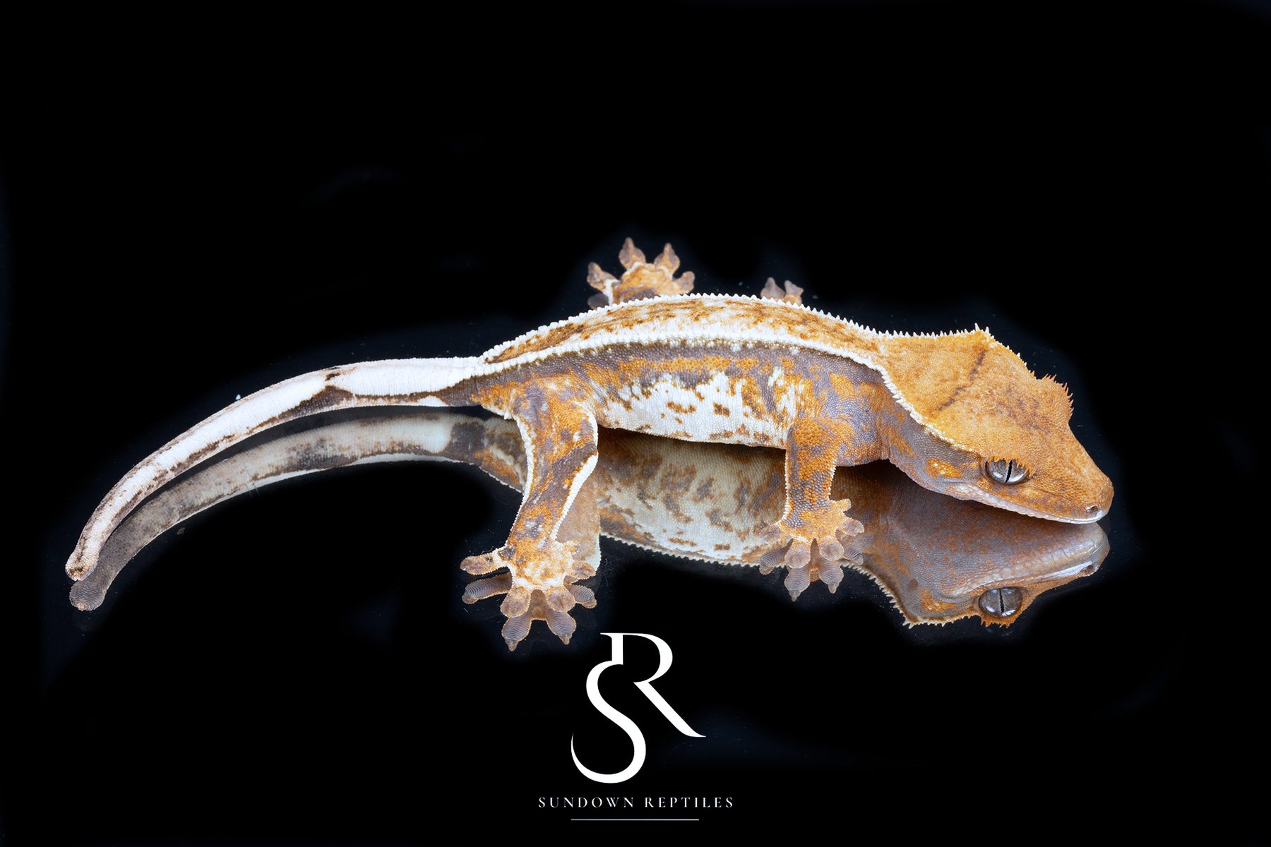 Crested Gecko- Female (Emily Burke's Otter x Sparkleberry) CC2025-37 - Sundown Reptiles