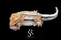 Crested Gecko- Female (Emily Burke's Otter x Sparkleberry) CC2025-37 - Sundown Reptiles