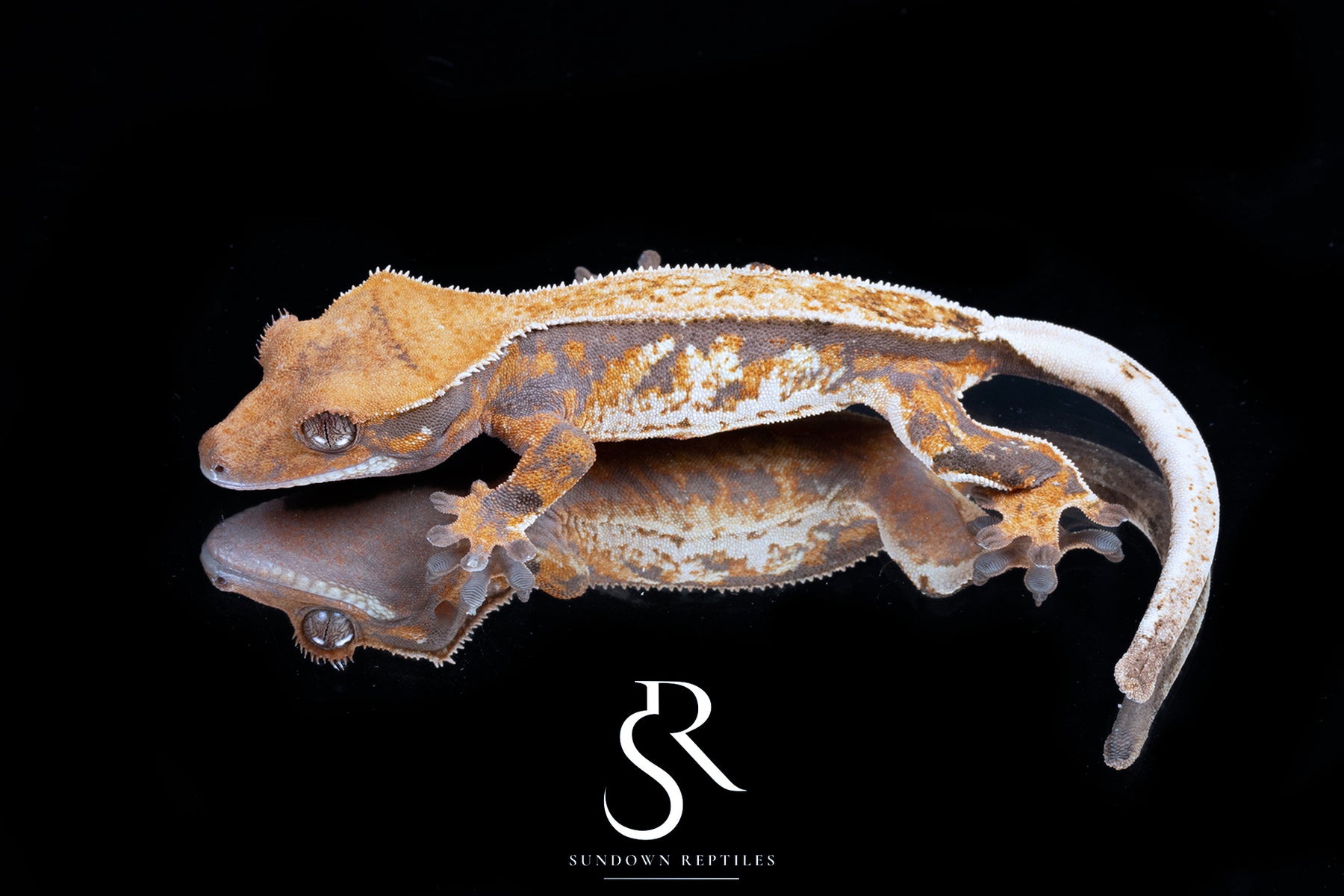 Crested Gecko- Female (Emily Burke's Midsommar x Mucha) CC2025-38 - Sundown Reptiles