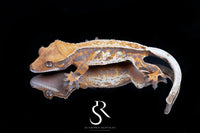 Crested Gecko- Female (Emily Burke's Midsommar x Mucha) CC2025-38 - Sundown Reptiles