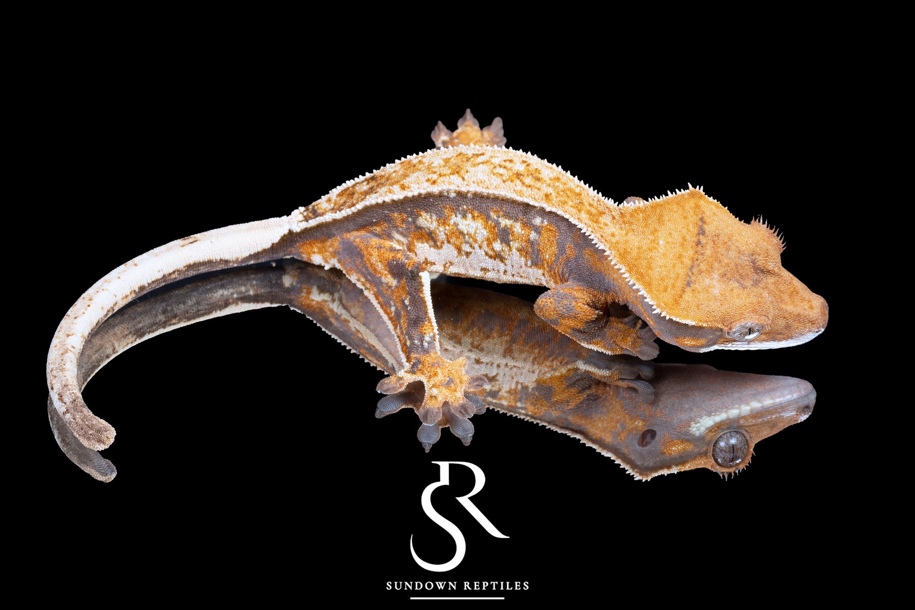 Crested Gecko- Female (Emily Burke's Midsommar x Mucha) CC2025-38 - Sundown Reptiles