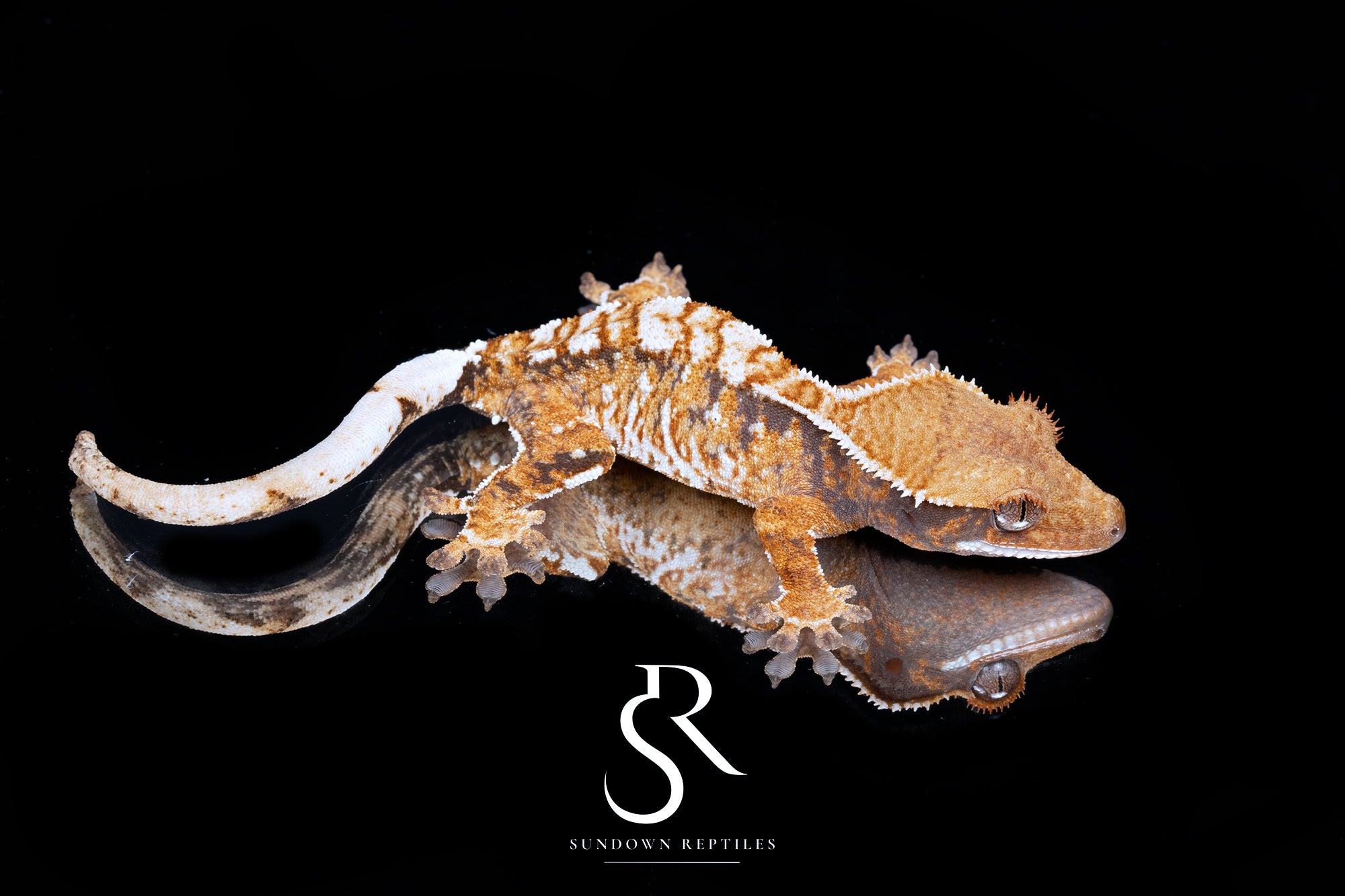 Crested Gecko- *Emily Burke* Male (Bonfire x Brew Dog) CC2025-39 - Sundown Reptiles