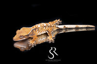 Crested Gecko- *Emily Burke* Male (Bonfire x Brew Dog) CC2025-39 - Sundown Reptiles