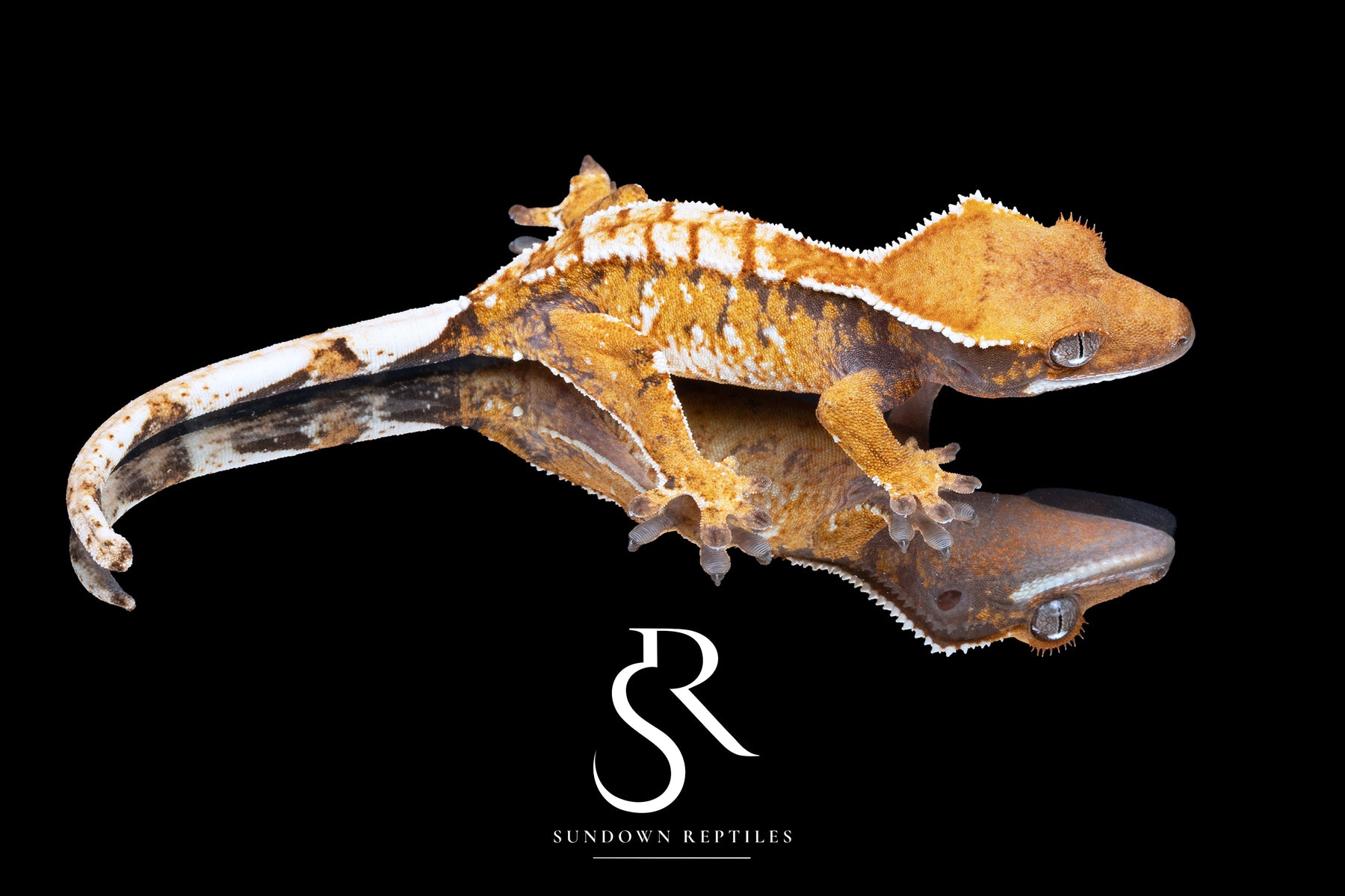 Crested Gecko- *Emily Burke* Female (Jobu Tupaki x Brew Dog) CC2025-40 - Sundown Reptiles