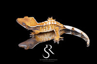 Crested Gecko- *Emily Burke* Female (Jobu Tupaki x Brew Dog) CC2025-40 - Sundown Reptiles