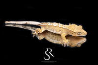 Crested Gecko - Male Creamsicle  (Namibia x Jigsaw) CC2025-41 - Sundown Reptiles