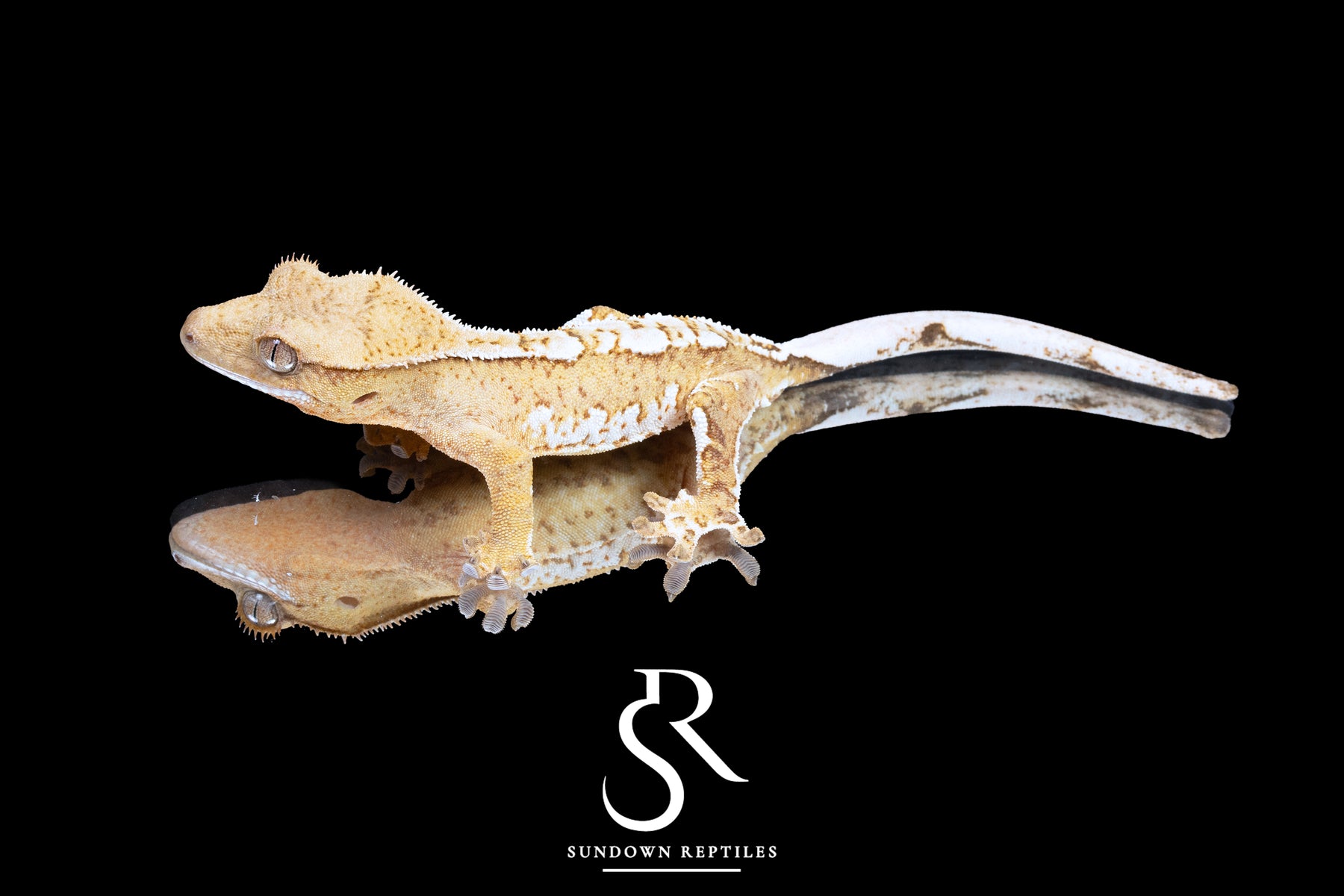 Crested Gecko - Male Creamsicle  (Namibia x Jigsaw) CC2025-41 - Sundown Reptiles