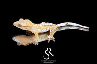 Crested Gecko - Male Creamsicle  (Namibia x Jigsaw) CC2025-41 - Sundown Reptiles