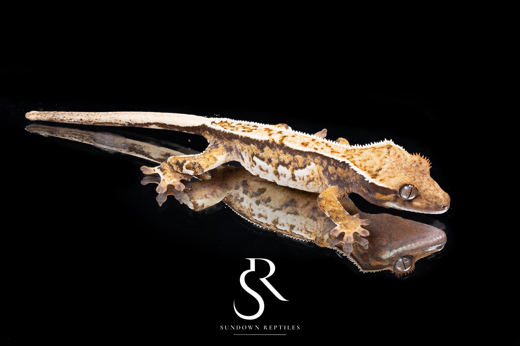 Crested Gecko -  Unsexed (Santeelah x Emily Burke's Midsommar) CC2025-42 - Sundown Reptiles