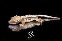 Crested Gecko -  Unsexed (Santeelah x Emily Burke's Midsommar) CC2025-42 - Sundown Reptiles