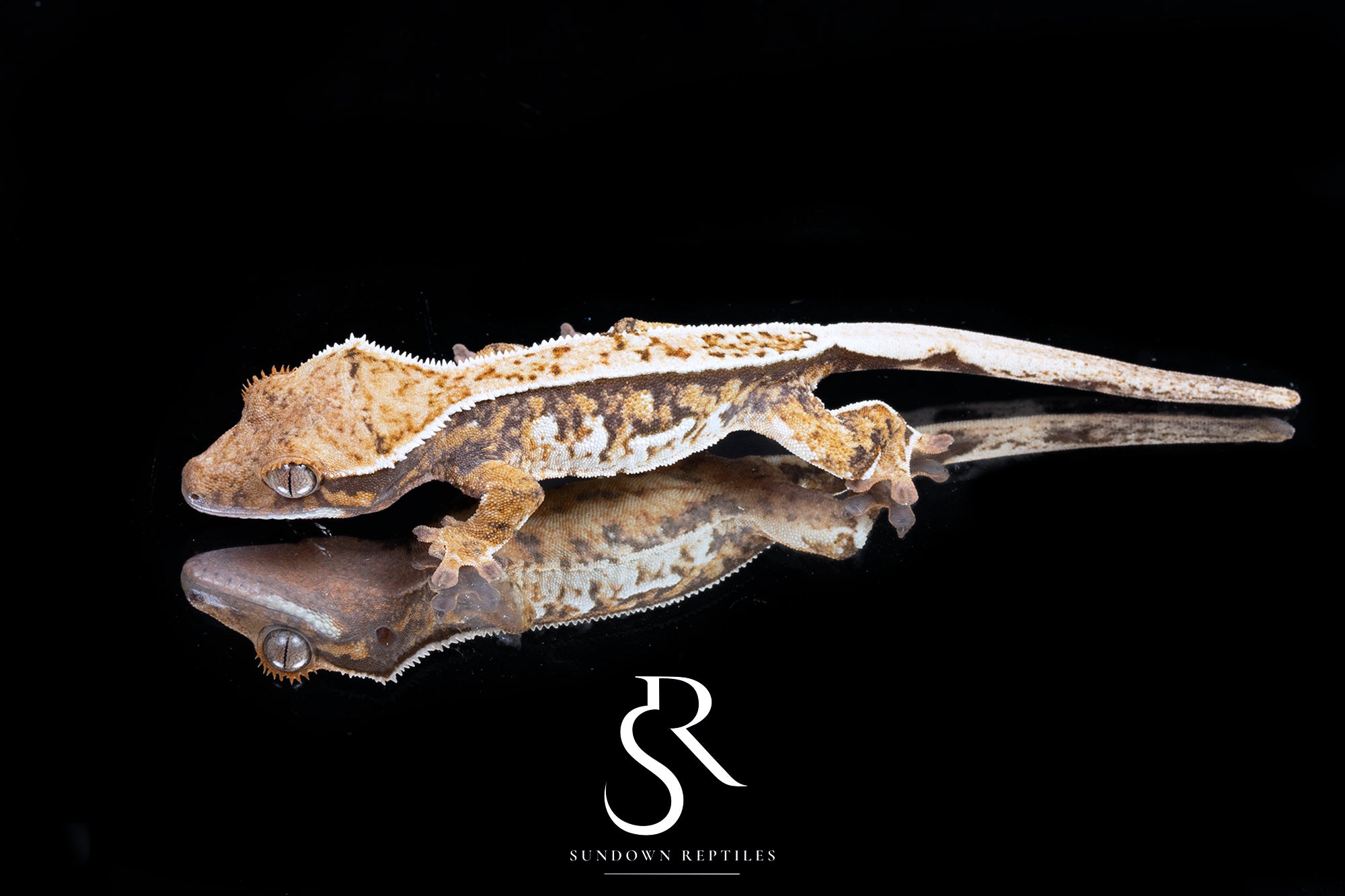 Crested Gecko -  Unsexed (Santeelah x Emily Burke's Midsommar) CC2025-42 - Sundown Reptiles