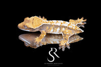 Crested Gecko- *Emily Burke* Unsexed (Jobu Tupaki x Brew Dog) CC2025-43 - Sundown Reptiles