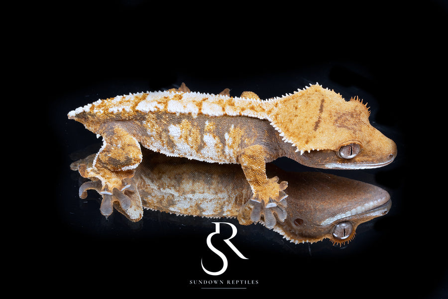 Crested Gecko- *Emily Burke* Unsexed (Jobu Tupaki x Brew Dog) CC2025-43 - Sundown Reptiles
