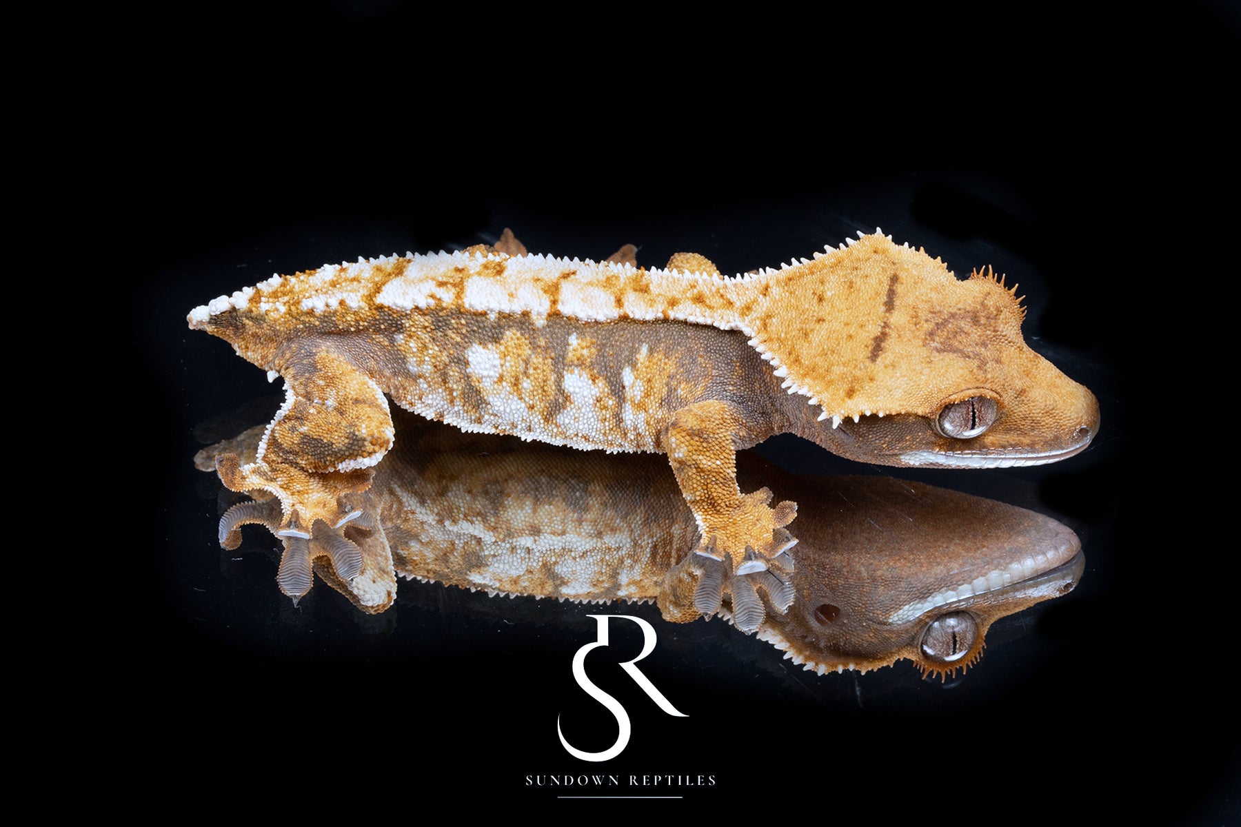 Crested Gecko- *Emily Burke* Unsexed (Jobu Tupaki x Brew Dog) CC2025-43 - Sundown Reptiles