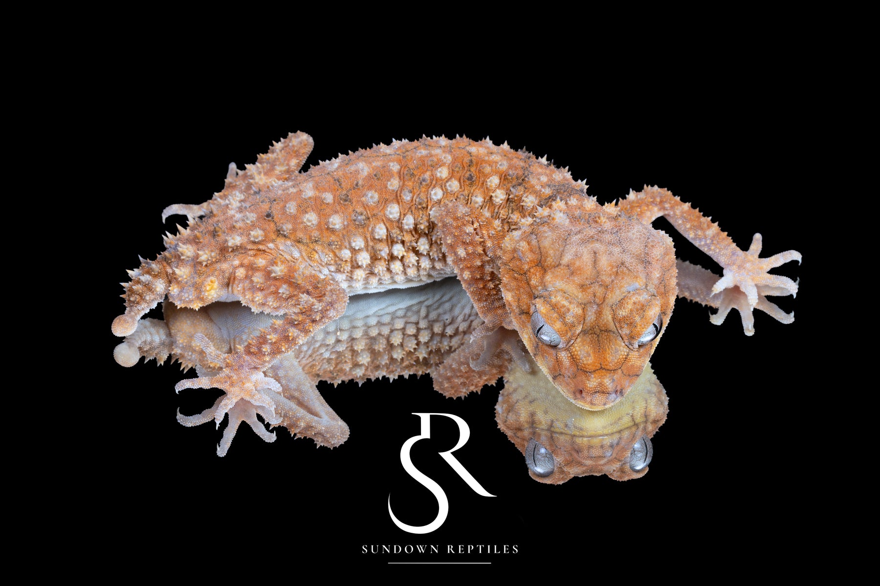 Male Rough Knob-Tailed Gecko (Nephrurus amyae) - Sundown Reptiles