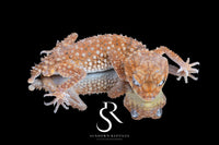 Male Rough Knob-Tailed Gecko (Nephrurus amyae) - Sundown Reptiles