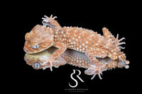 Male Rough Knob-Tailed Gecko (Nephrurus amyae) - Sundown Reptiles