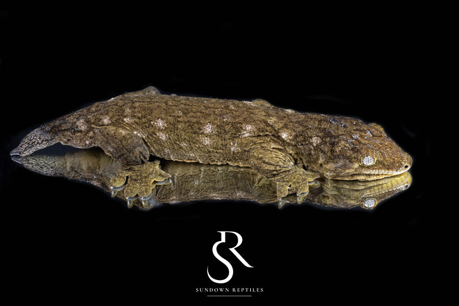 Leachianus Gecko - Proven Male Mike Conley Dark Morph - Sundown Reptiles