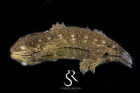 Leachianus Gecko - Proven Male Mike Conley Dark Morph - Sundown Reptiles