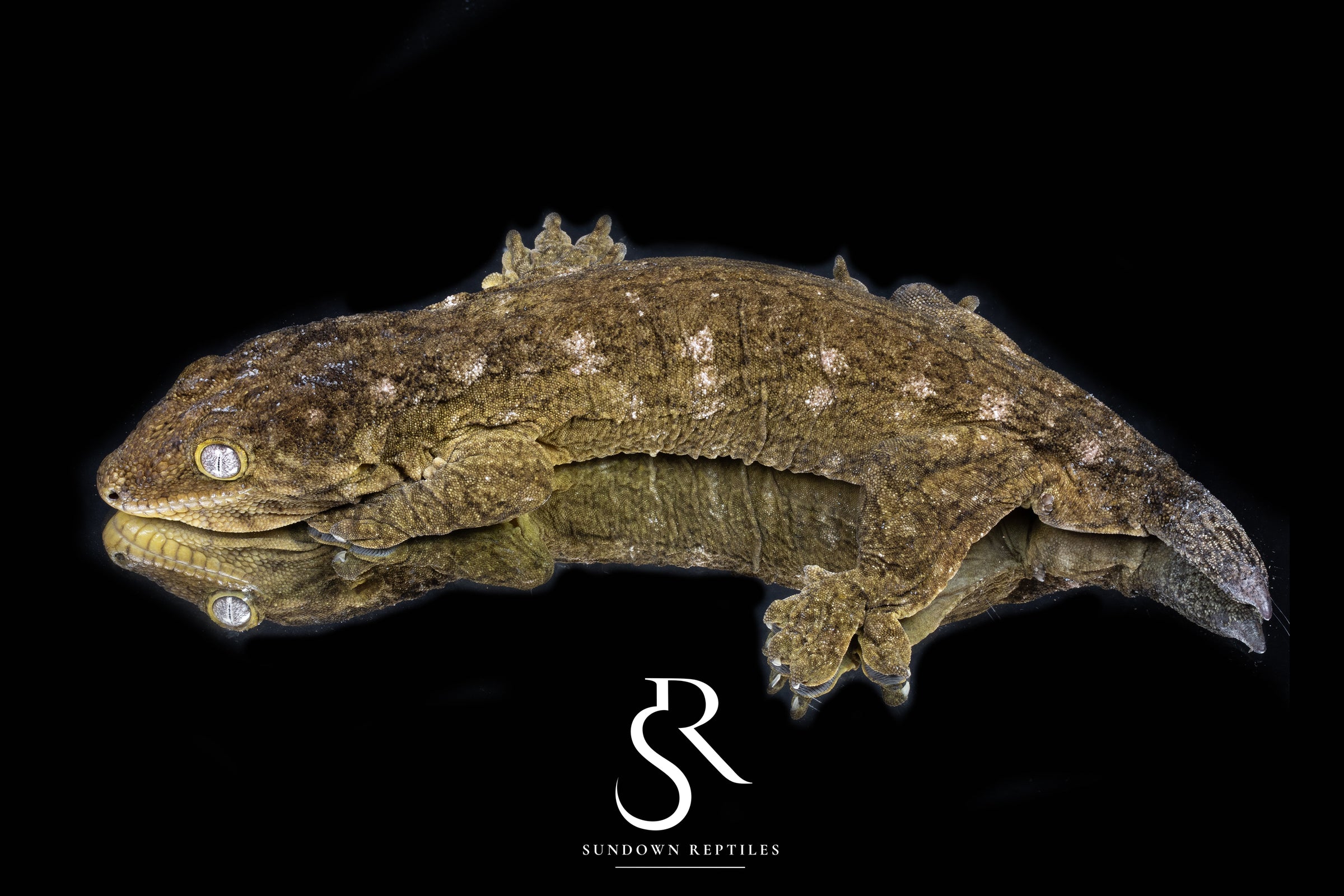 Leachianus Gecko - Proven Male Mike Conley Dark Morph - Sundown Reptiles