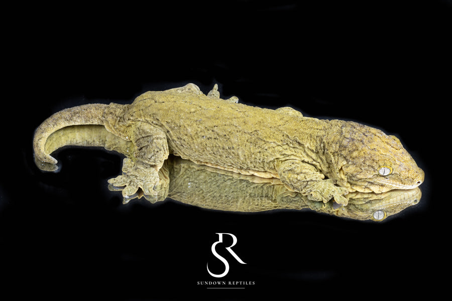 Leachianus Gecko - Proven Female GT Type A - Sundown Reptiles
