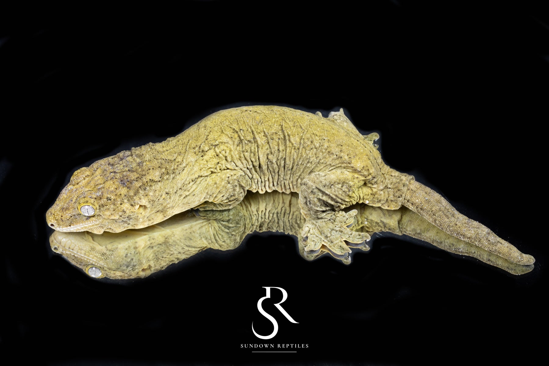 Leachianus Gecko - Proven Female GT Type A - Sundown Reptiles