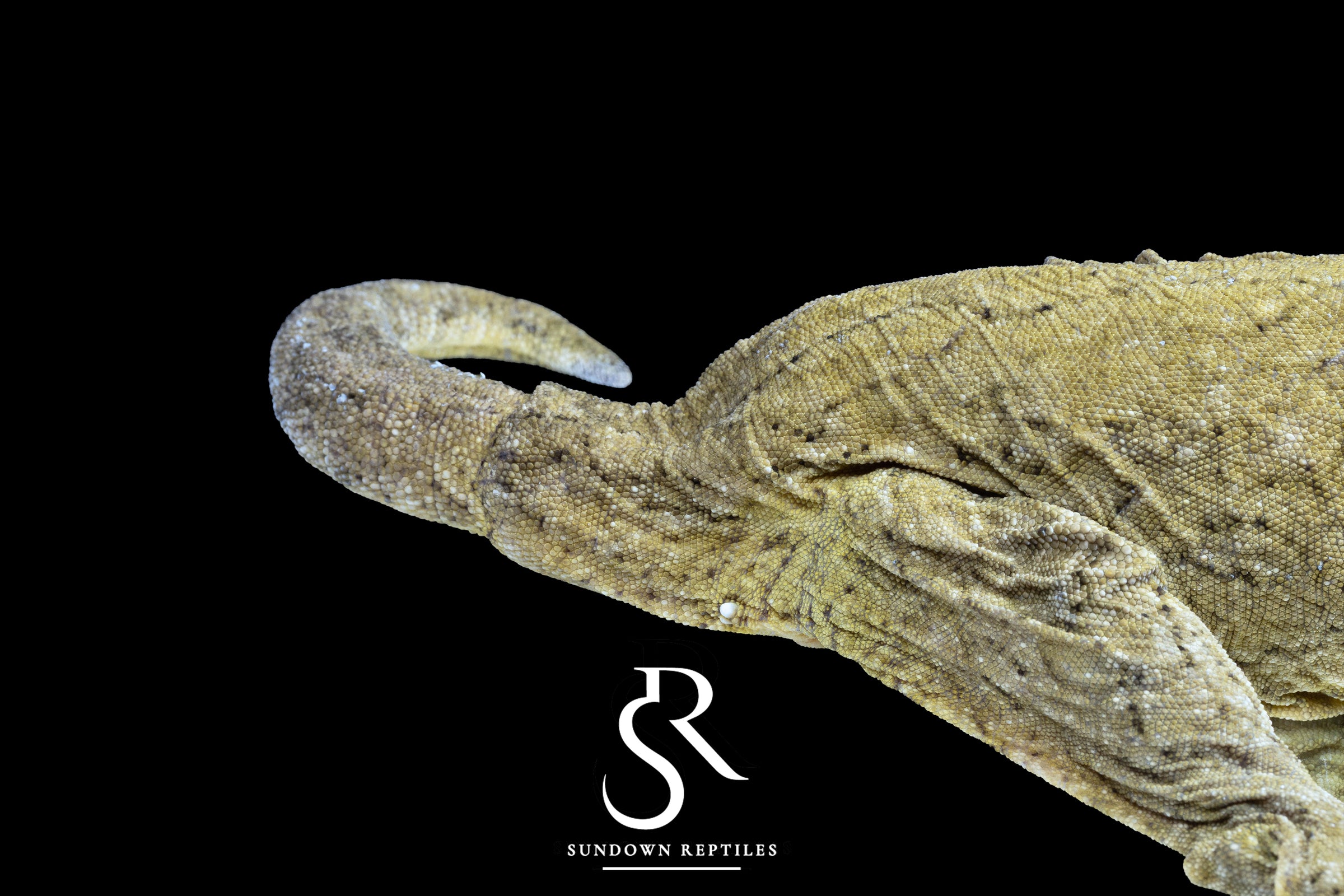 Leachianus Gecko - Proven Female GT Type A - Sundown Reptiles