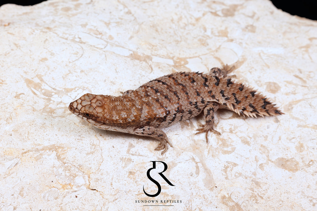 Pygmy Spiny-Tailed Skink (Egernia Depressa) Unsexed ED2026-1 - Sundown Reptiles
