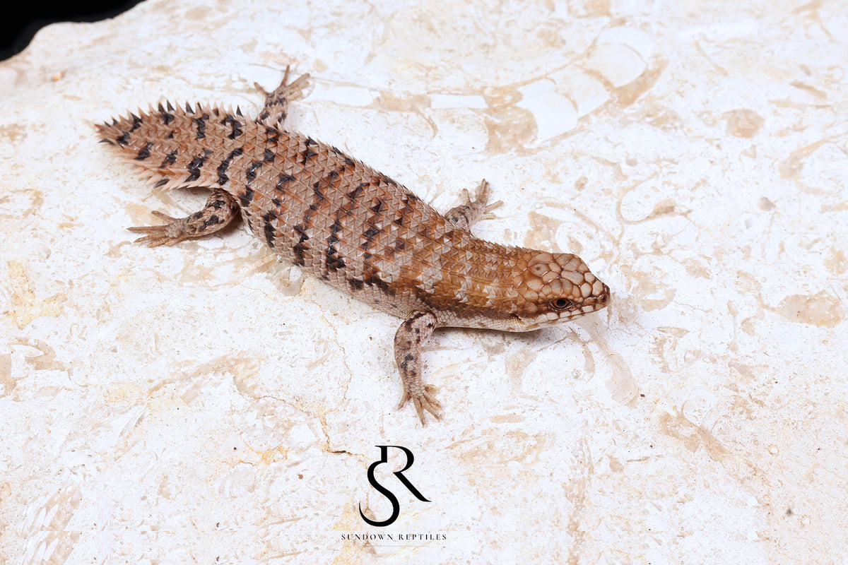 Pygmy Spiny-Tailed Skink (Egernia Depressa) Unsexed ED2026-1 - Sundown Reptiles