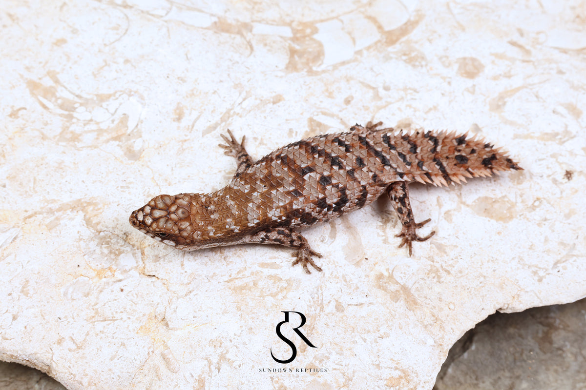 Pygmy Spiny-Tailed Skink (Egernia Depressa) Unsexed ED2026-2 - Sundown Reptiles