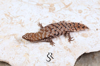 Pygmy Spiny-Tailed Skink (Egernia Depressa) Unsexed ED2026-2 - Sundown Reptiles