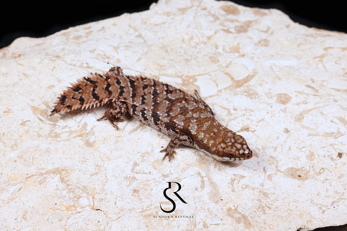 Pygmy Spiny-Tailed Skink (Egernia Depressa) Unsexed ED2026-2 - Sundown Reptiles