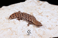 Pygmy Spiny-Tailed Skink (Egernia Depressa) Unsexed ED2026-2 - Sundown Reptiles