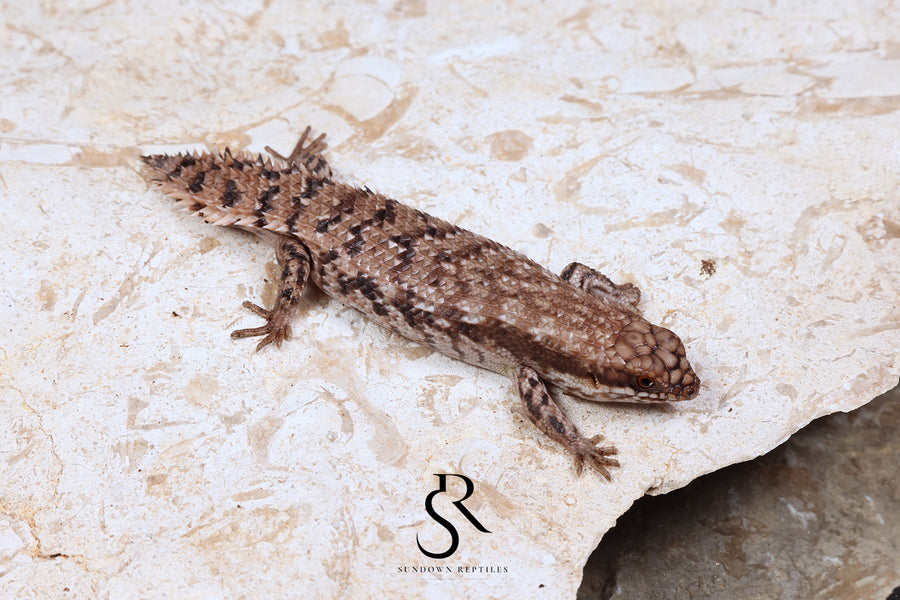 Pygmy Spiny-Tailed Skink (Egernia Depressa) Unsexed ED2026-3 - Sundown Reptiles