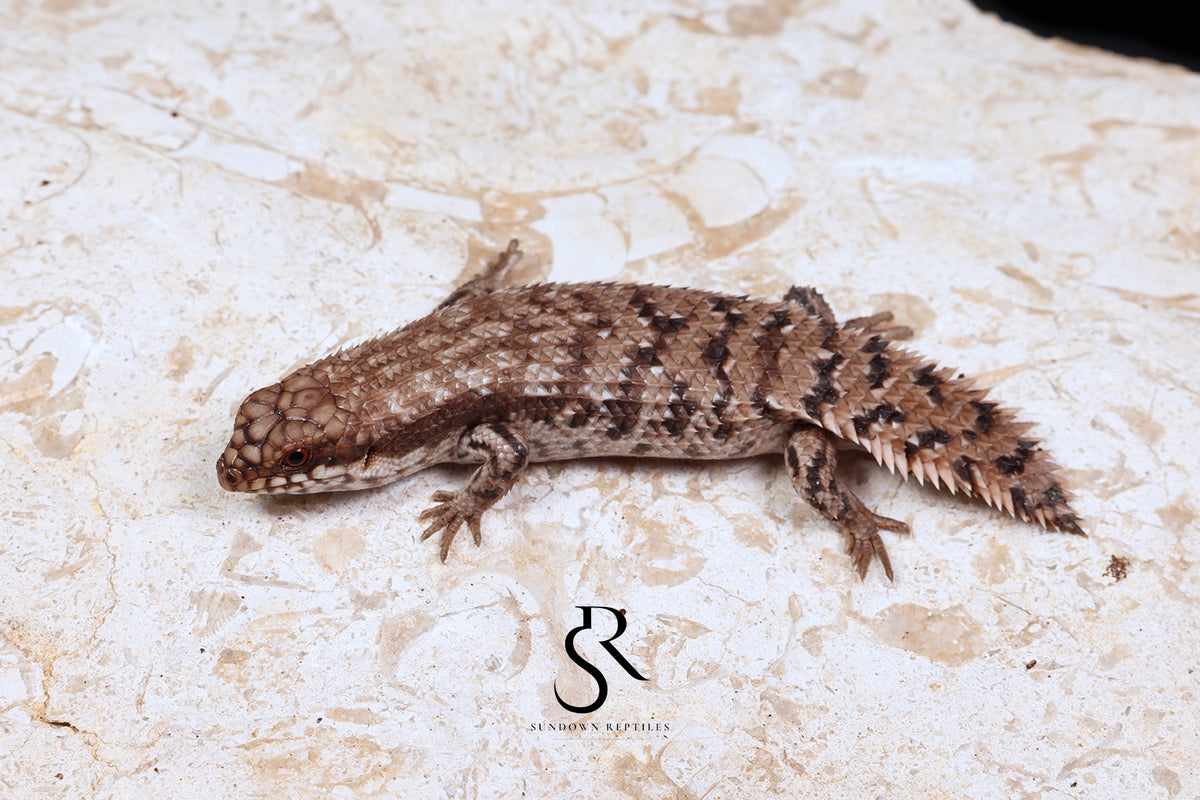 Pygmy Spiny-Tailed Skink (Egernia Depressa) Unsexed ED2026-3 - Sundown Reptiles